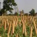 Odisha Govt Launches Scheme For Revival Of Forgotten And Neglected Crops