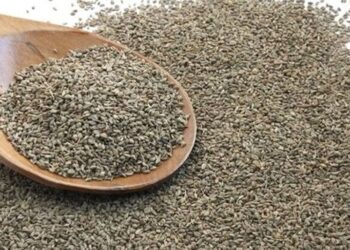 Ajwain health benefits: Reasons to eat soaked carrom seeds every day​