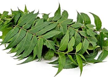 Neem benefits explained: Why Ayurveda sees it as a natural blood purifier