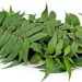 Neem benefits explained: Why Ayurveda sees it as a natural blood purifier