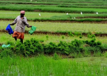 Centre Approves Odisha’s AgriStack Proposals, Rs 155.48 Cr Incentives Cleared
