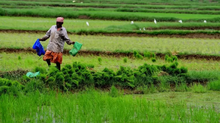 Centre Approves Odisha’s AgriStack Proposals, Rs 155.48 Cr Incentives Cleared