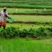 Centre Approves Odisha’s AgriStack Proposals, Rs 155.48 Cr Incentives Cleared