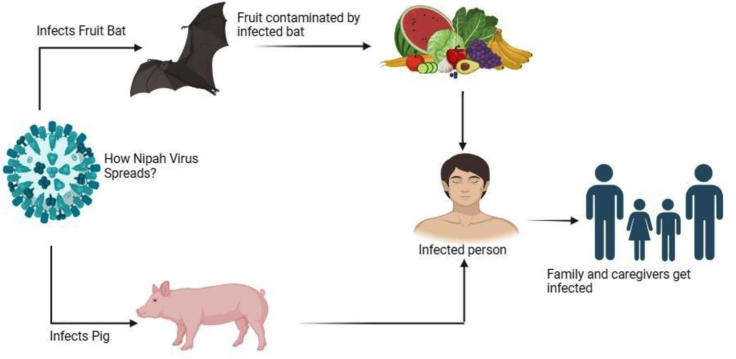 What the Nipah virus is, its symptoms, and how to protect yourself