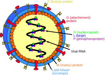 Nipah Virus prevention: Doctor-approved safety tips you must follow