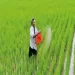 India Achieves Unprecedented Production, Registers Bumper Exports