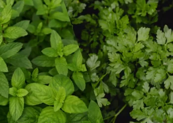 Pudina vs Dhaniya: Which Is Better For Improving Sluggish Summer Digestion?