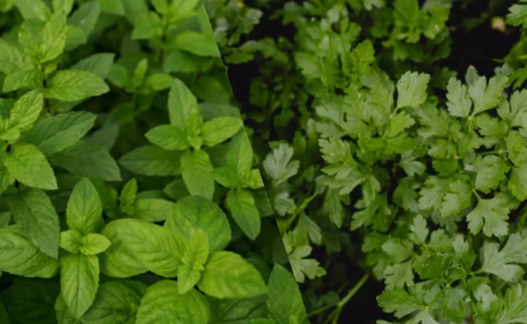 Pudina vs Dhaniya: Which Is Better For Improving Sluggish Summer Digestion?