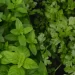 Pudina vs Dhaniya: Which Is Better For Improving Sluggish Summer Digestion?