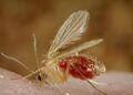 Chandipura virus: How it spreads, warning signs and prevention tips