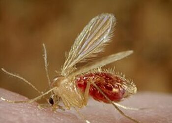 Chandipura virus: How it spreads, warning signs and prevention tips