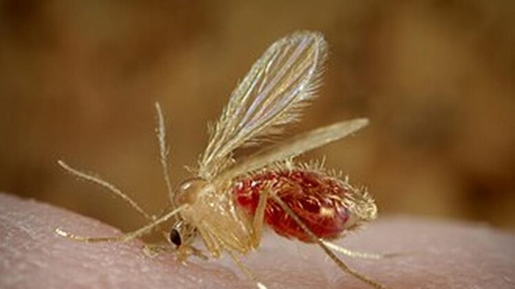 Chandipura virus: How it spreads, warning signs and prevention tips