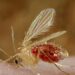 Chandipura virus: How it spreads, warning signs and prevention tips