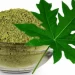 Papaya Leaves As A Dengue Treatment Protocol: Does It Actually Work?