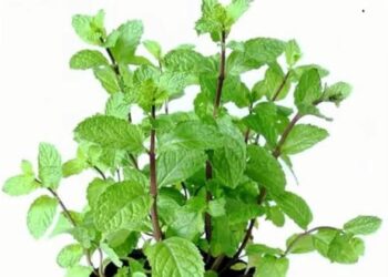 Can Consuming Pudina Or Mint Leaves Aid In Weight Loss?