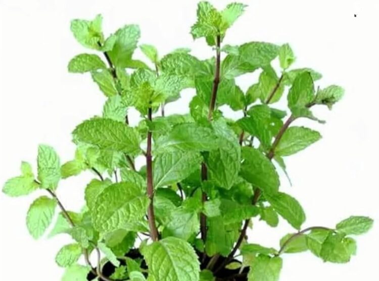 Can Consuming Pudina Or Mint Leaves Aid In Weight Loss?