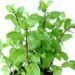 Can Consuming Pudina Or Mint Leaves Aid In Weight Loss?